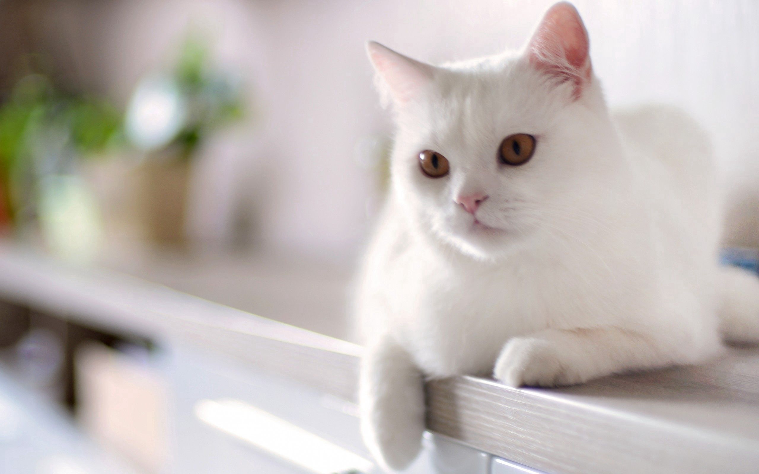 Purr-fectly Healthy Tips for Maintaining Your Ragdoll’s Wellbeing