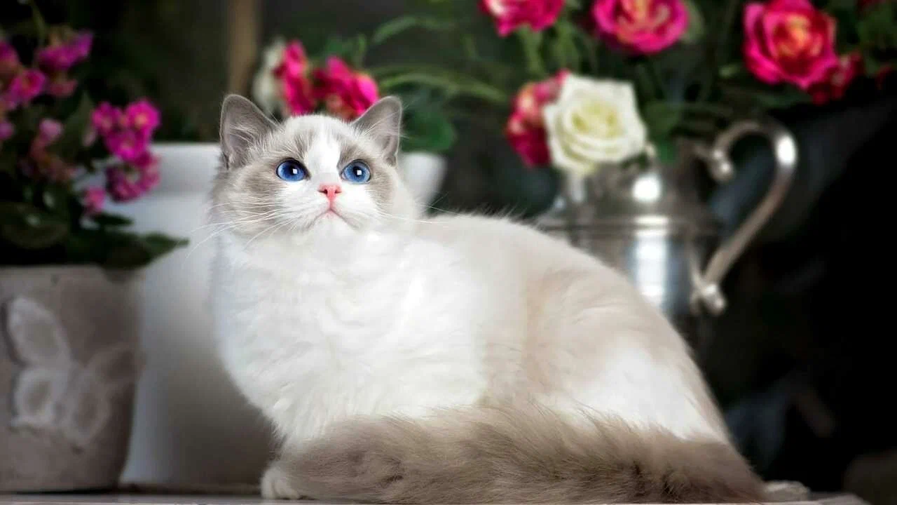 Silky Soft and Healthy Skin and Coat Care for Ragdolls