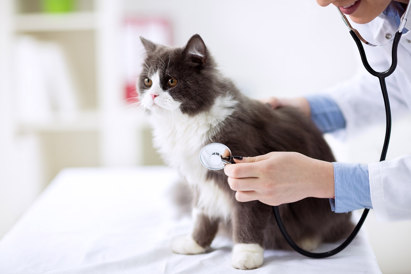 The Ragdoll Road to Health Nurturing Your Feline Companion