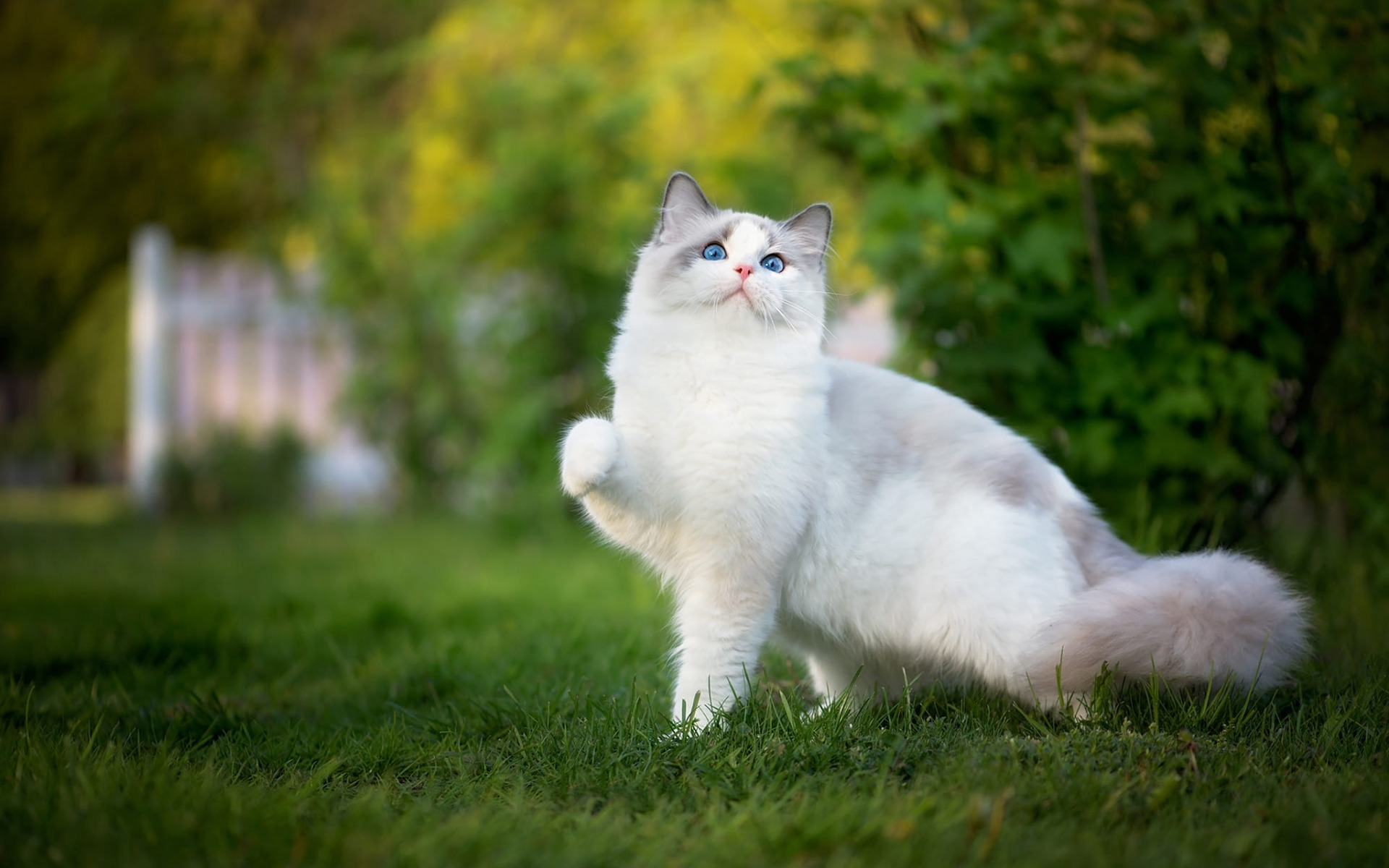 Ragdoll Royalty Pampering Your Cat with Top-notch Health Care